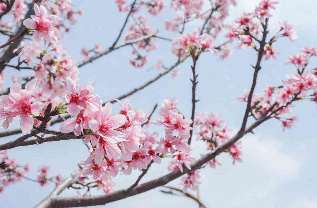 unique characteristics of chinese peach blossom